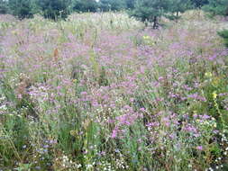 Atocion armeria var. lituanicum (Zapal.) Niketic & Stevan. resmi