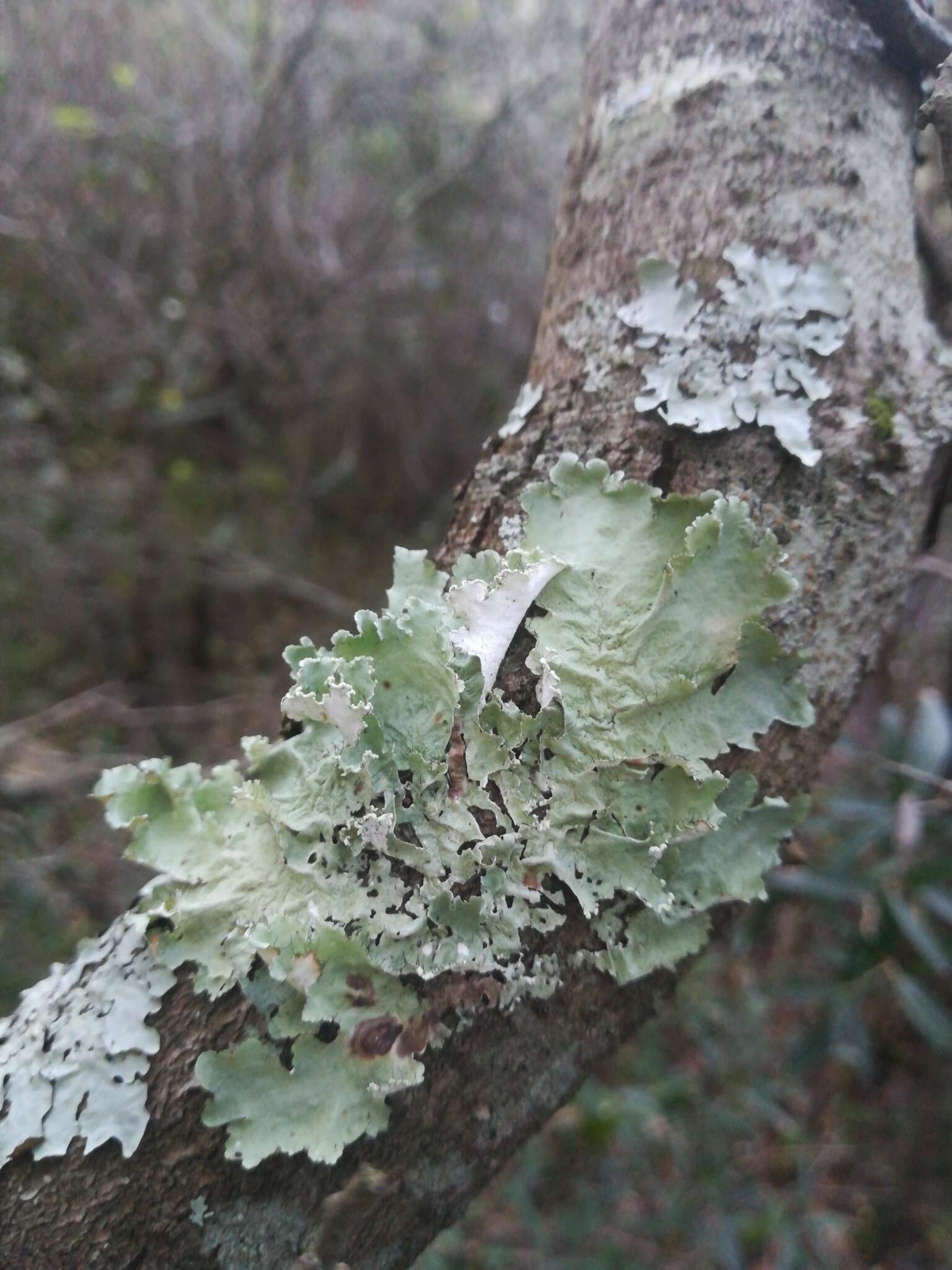 Image of parmotrema lichen