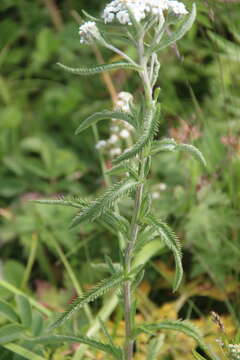 Слика од Achillea alpina subsp. camtschatica (Heimerl) Kitam.