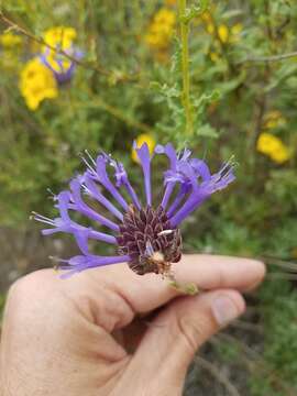 Salvia clevelandii (A. Gray) Greene resmi