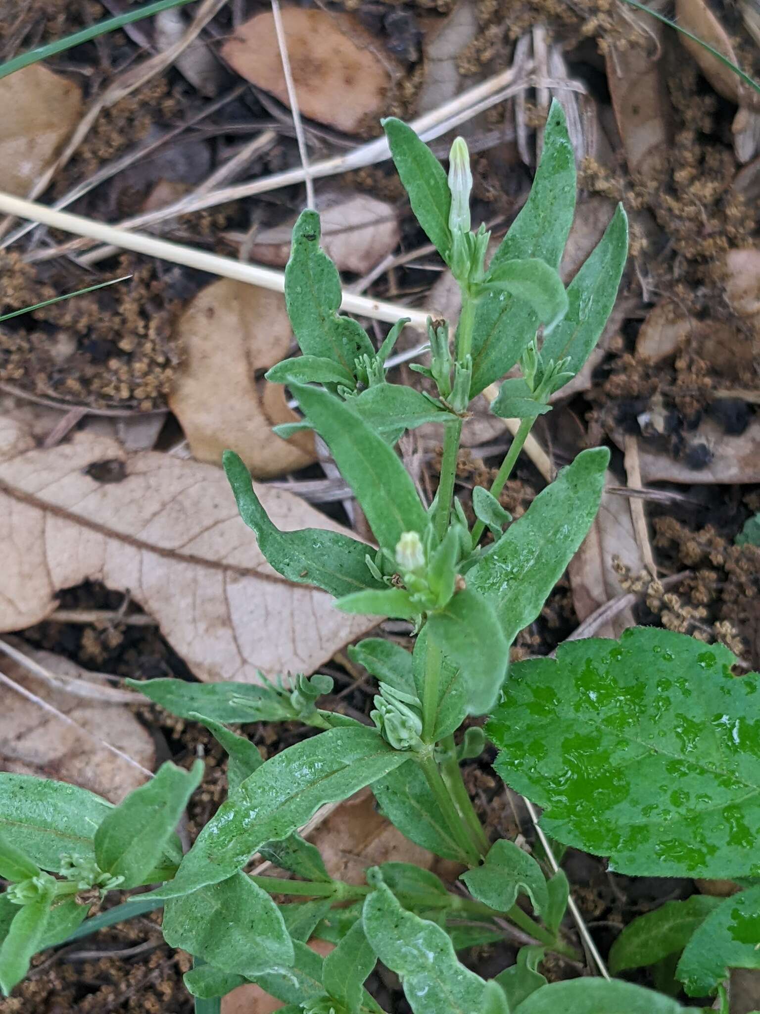 Imagem de Spigelia hedyotidea A. DC.