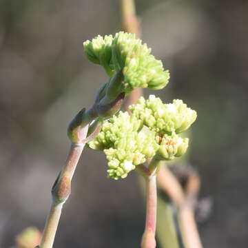 Image of Crassula mollis Thunb.