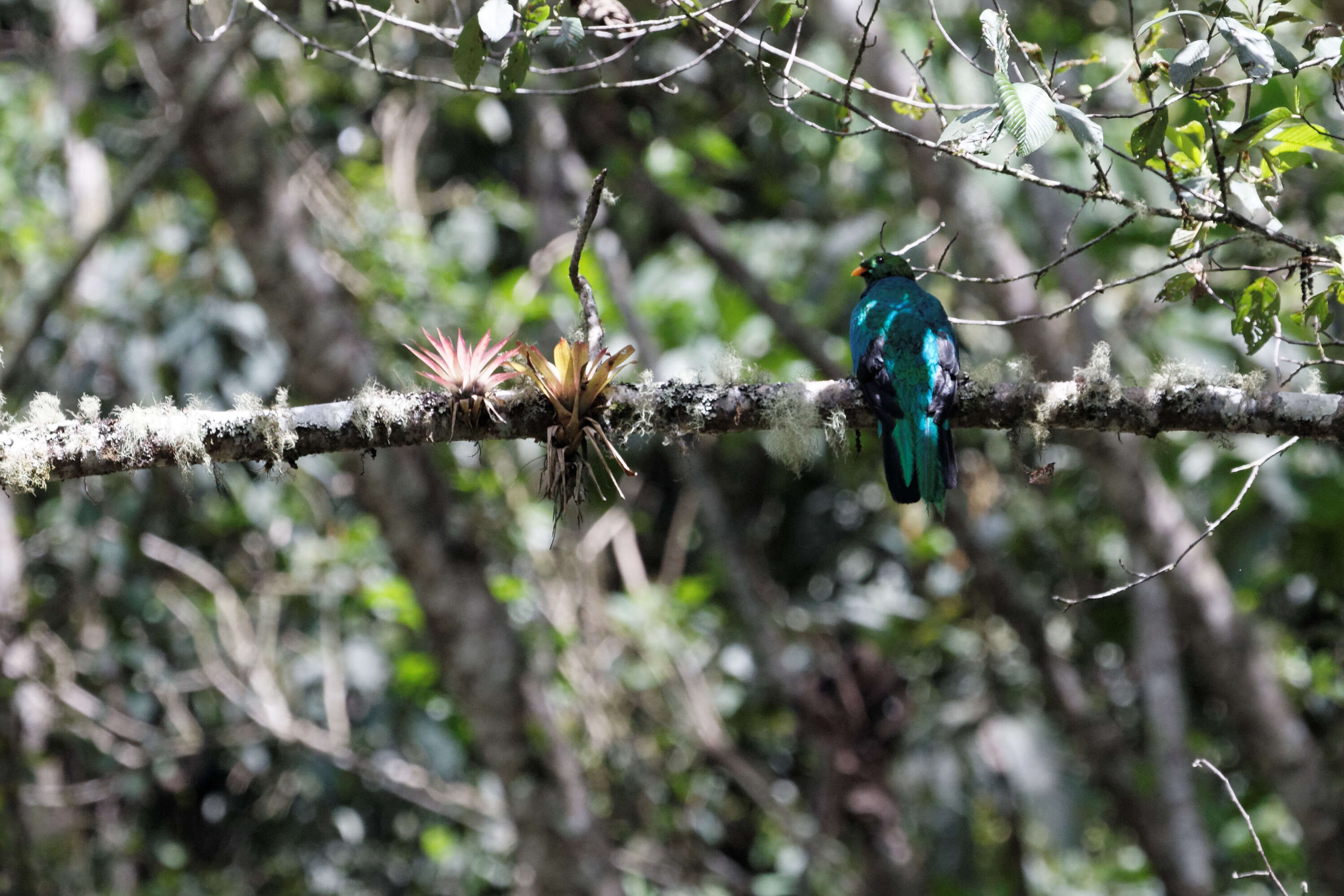 Image de Quetzal doré