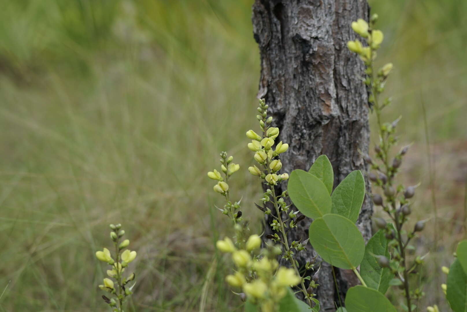 Слика од Baptisia simplicifolia Croom