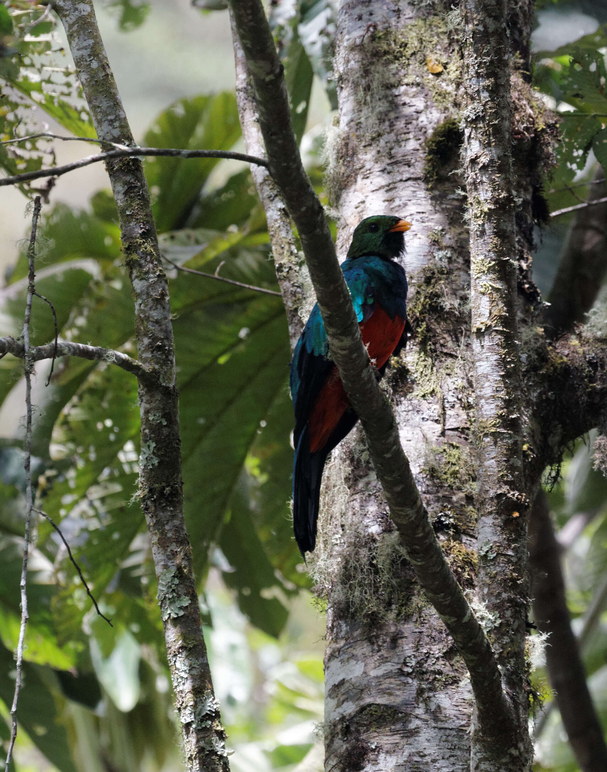 Image de Quetzal doré