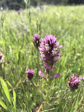 Image of Castillejinae