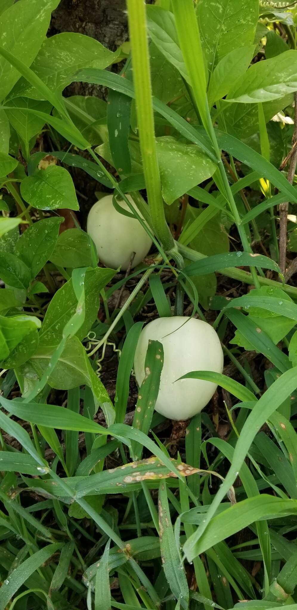 صورة Cucurbita melopepo var. ozarkana (Deck.-Walt.) G. L. Nesom