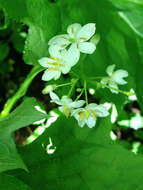 Image of American umbrellaleaf