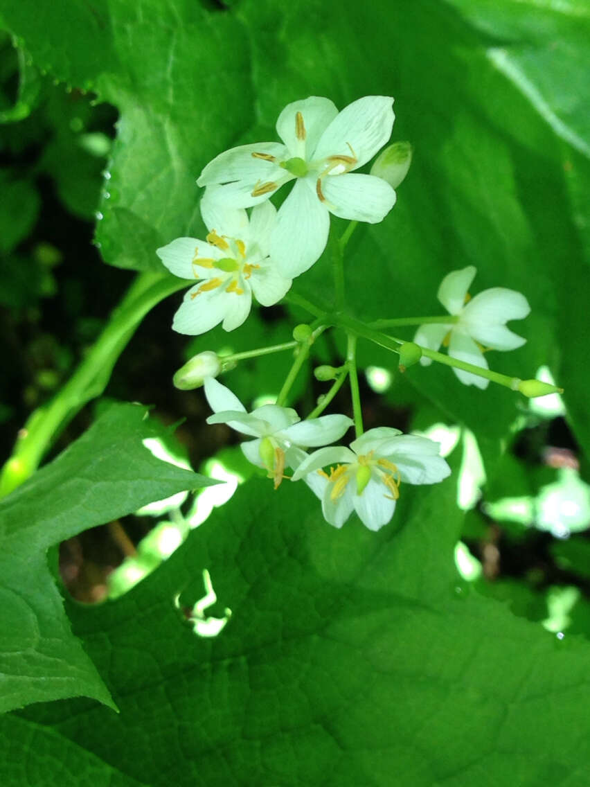 Image of American umbrellaleaf