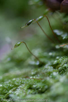 Pseudotaxiphyllum elegans Iwatsuki 1987 resmi