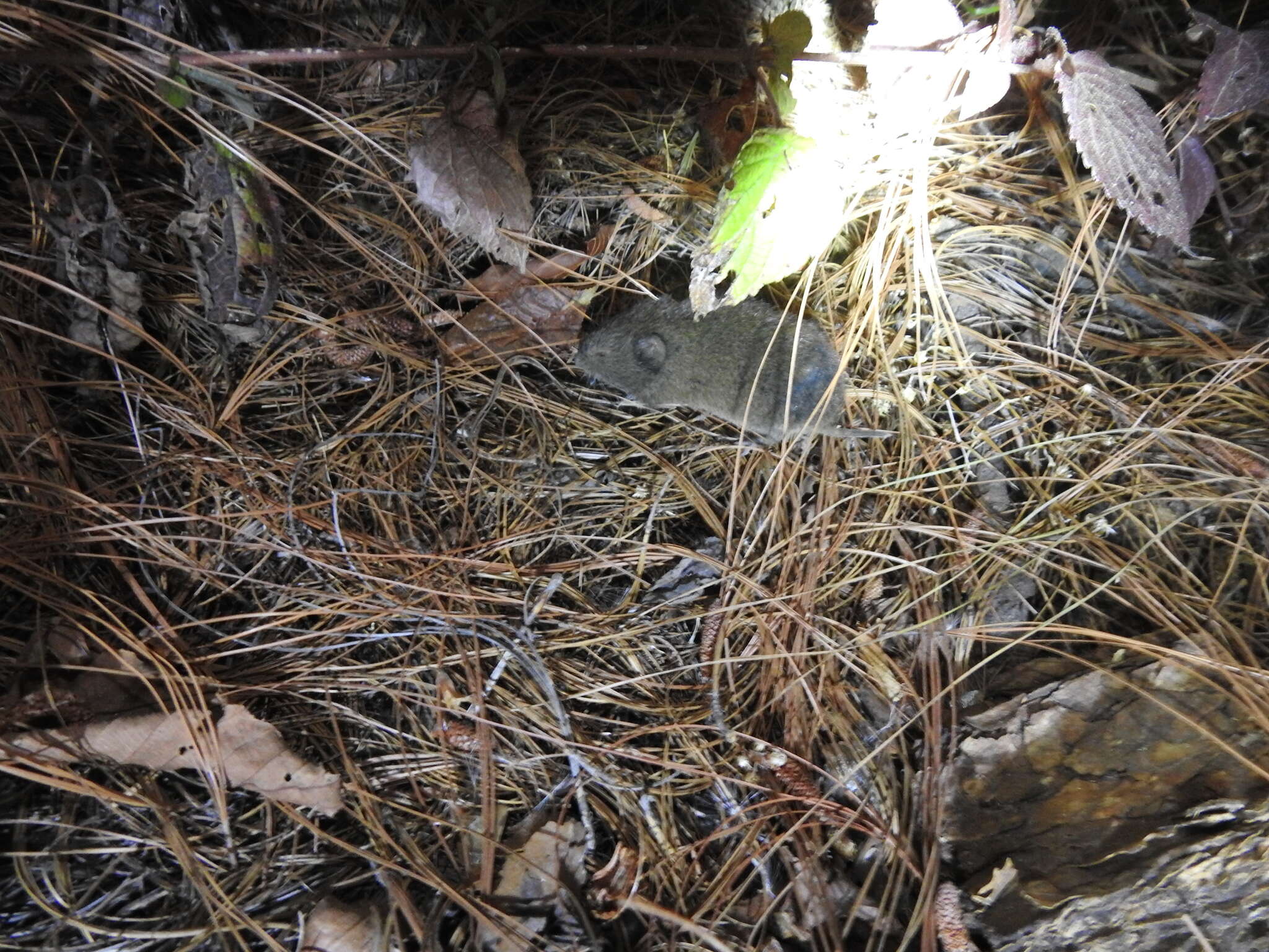 Image of Mexican vole