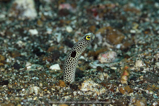 Image of Black spotted garden eel