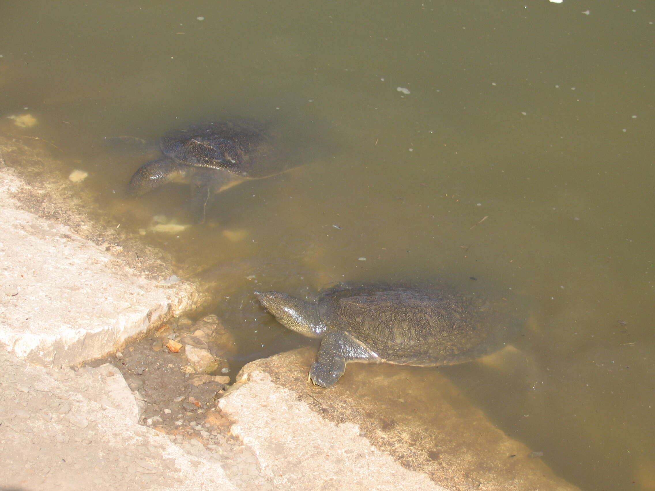 Image of Nil-Weichschildkröte