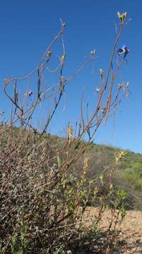 Image of Heliophila lactea Schltr.