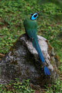 Image of Andean Motmot