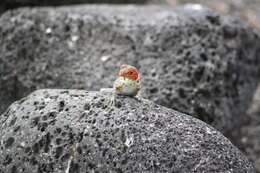 Image of Galapagos Lava Lizard