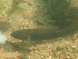 Image of Spine-cheek gudgeon