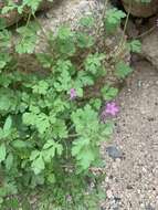 Image of Erodium chium (Burm. fil.) Willd.