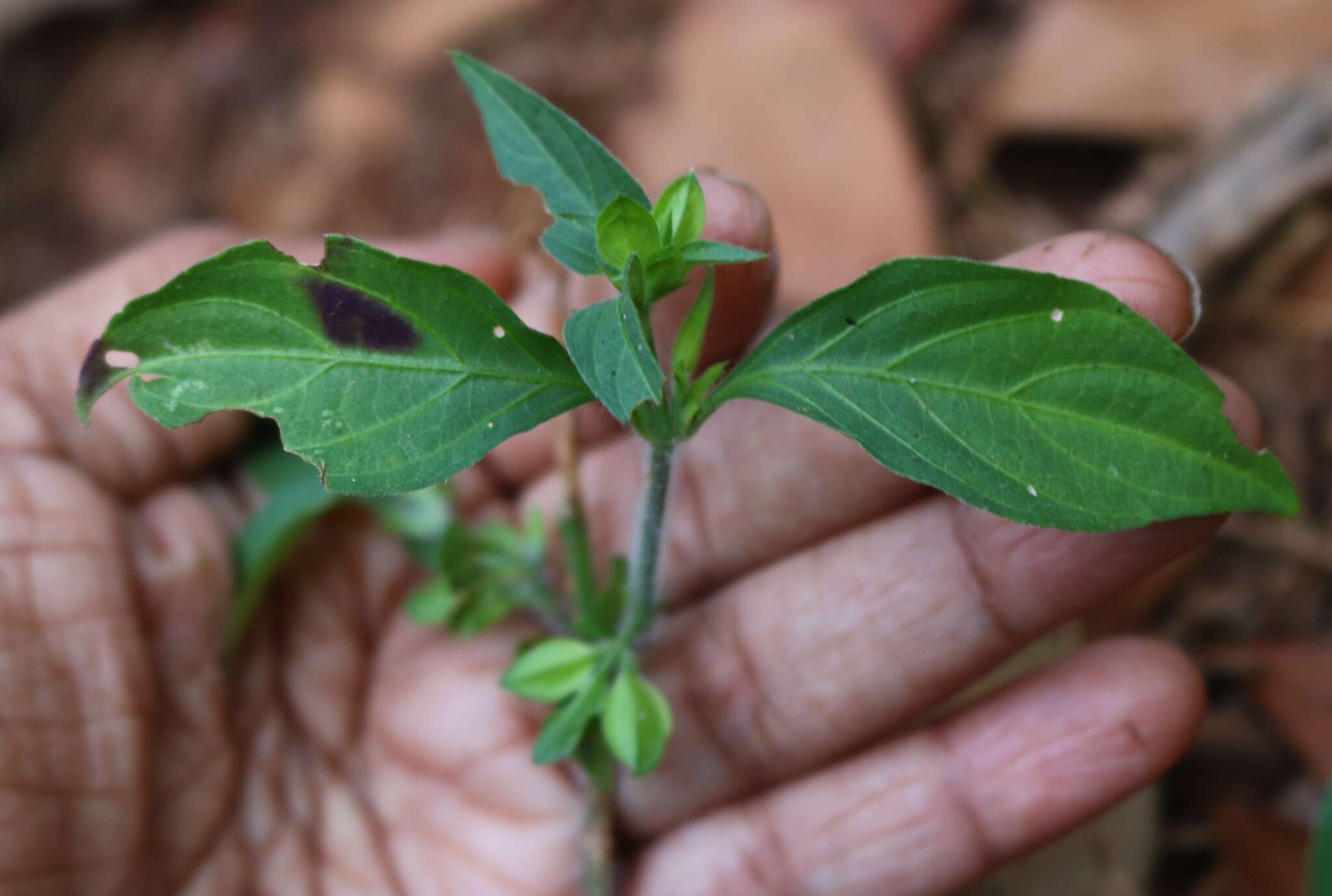 Imagem de Dicliptera foetida (Forssk.) Blatter