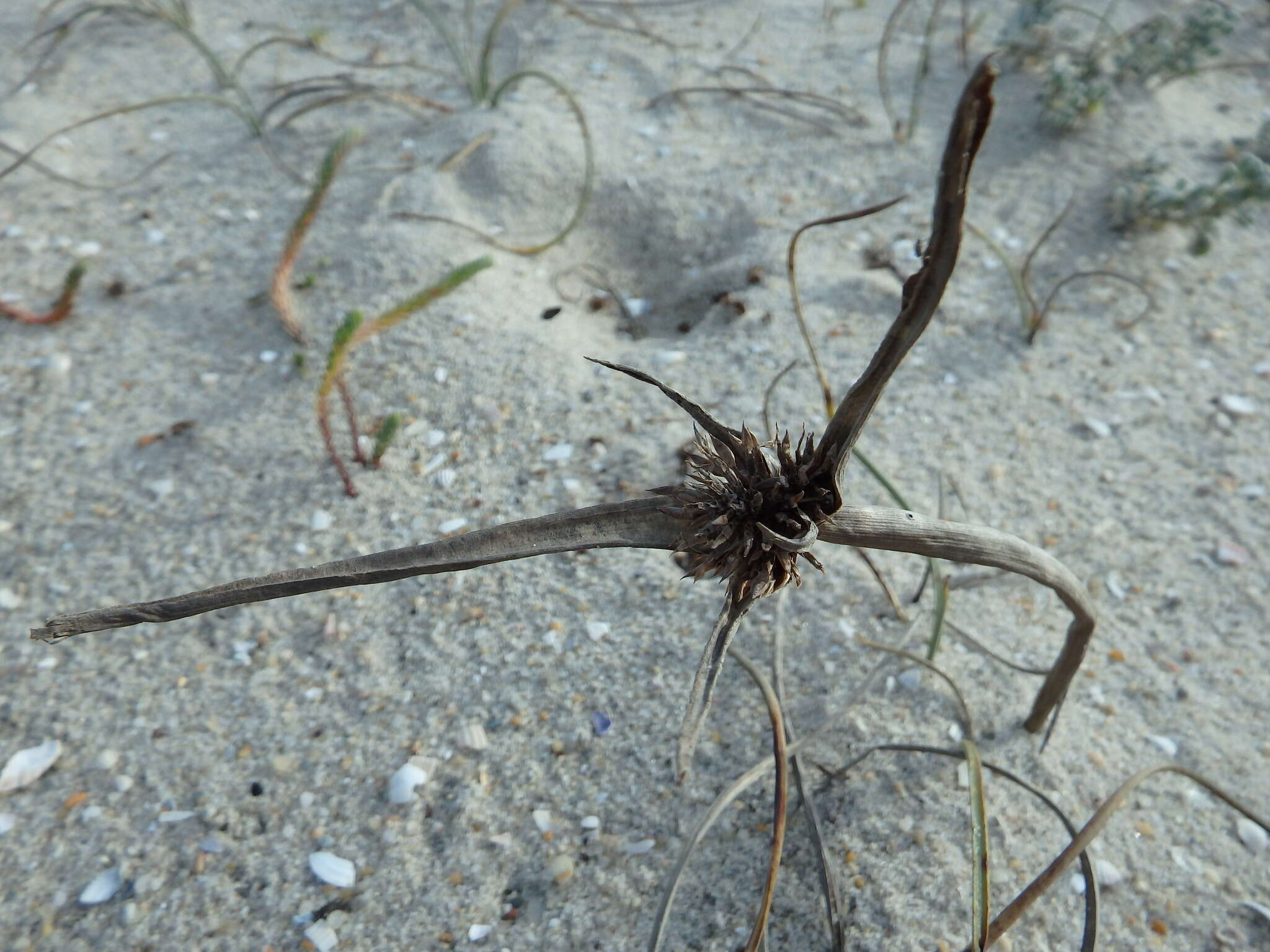 Image de Cyperus capitatus Vand.