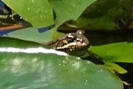 Image of Cretan Frog