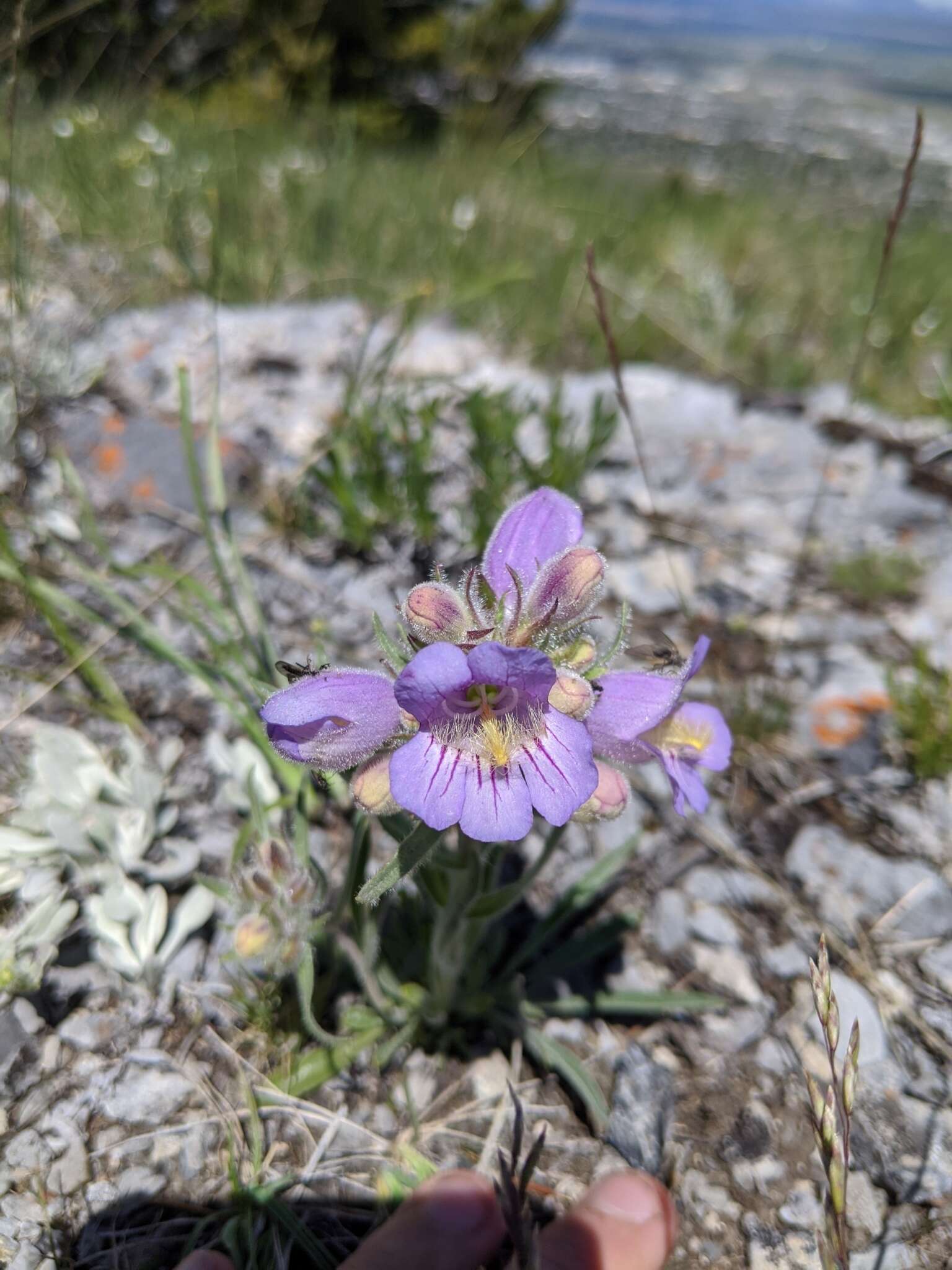 Image of fuzzytongue penstemon