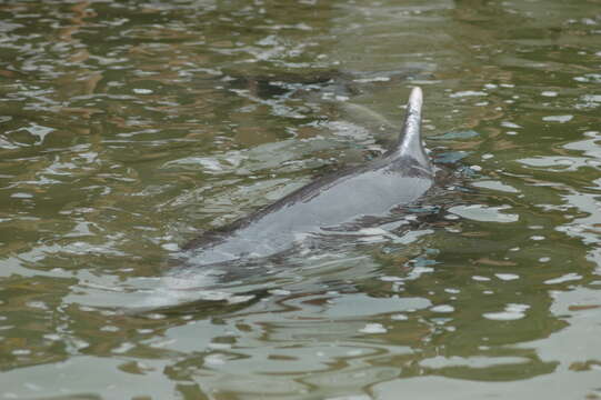 Image of Australian humpback dolphin