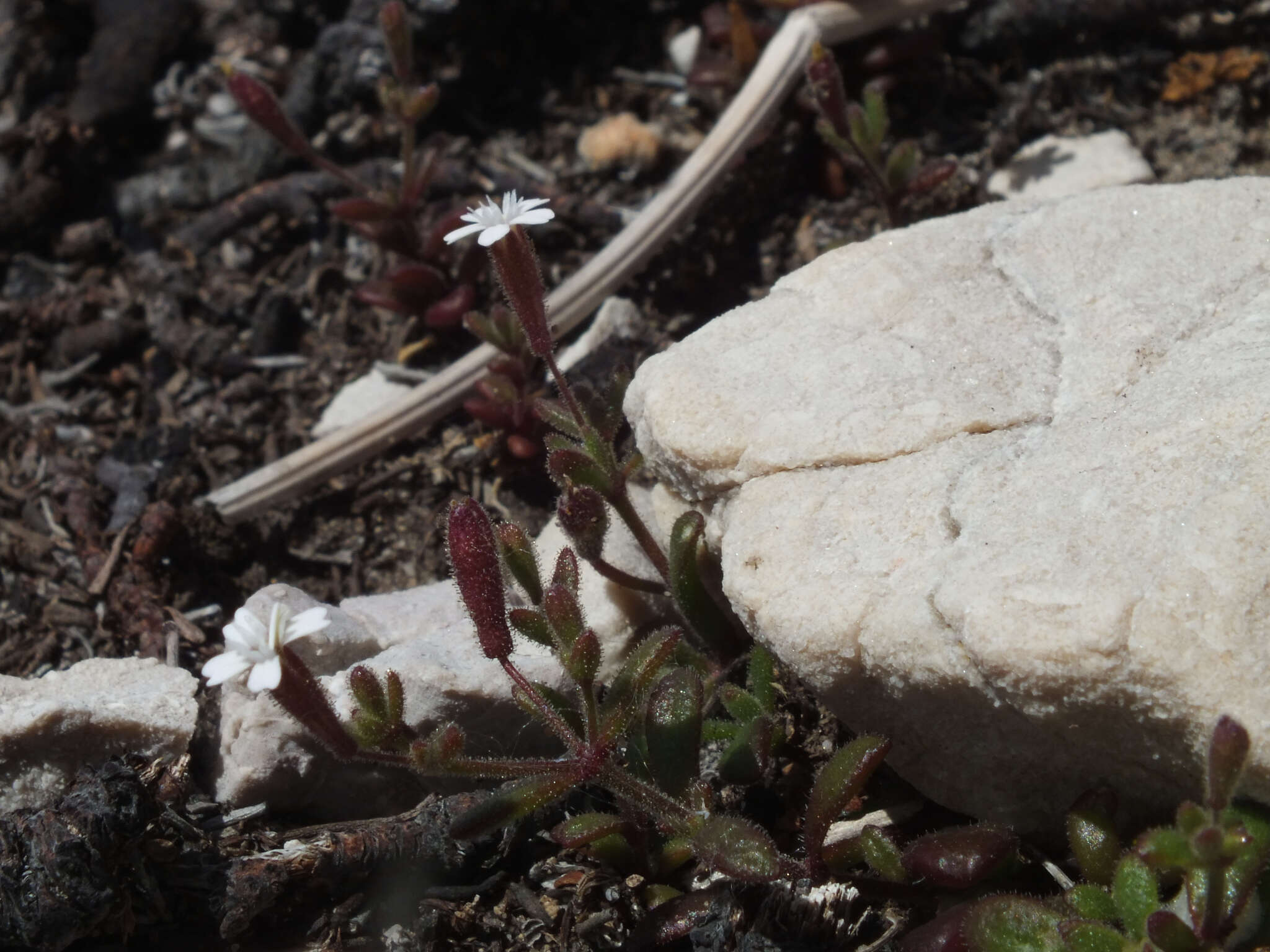 Image of Silene sedoides Poir.