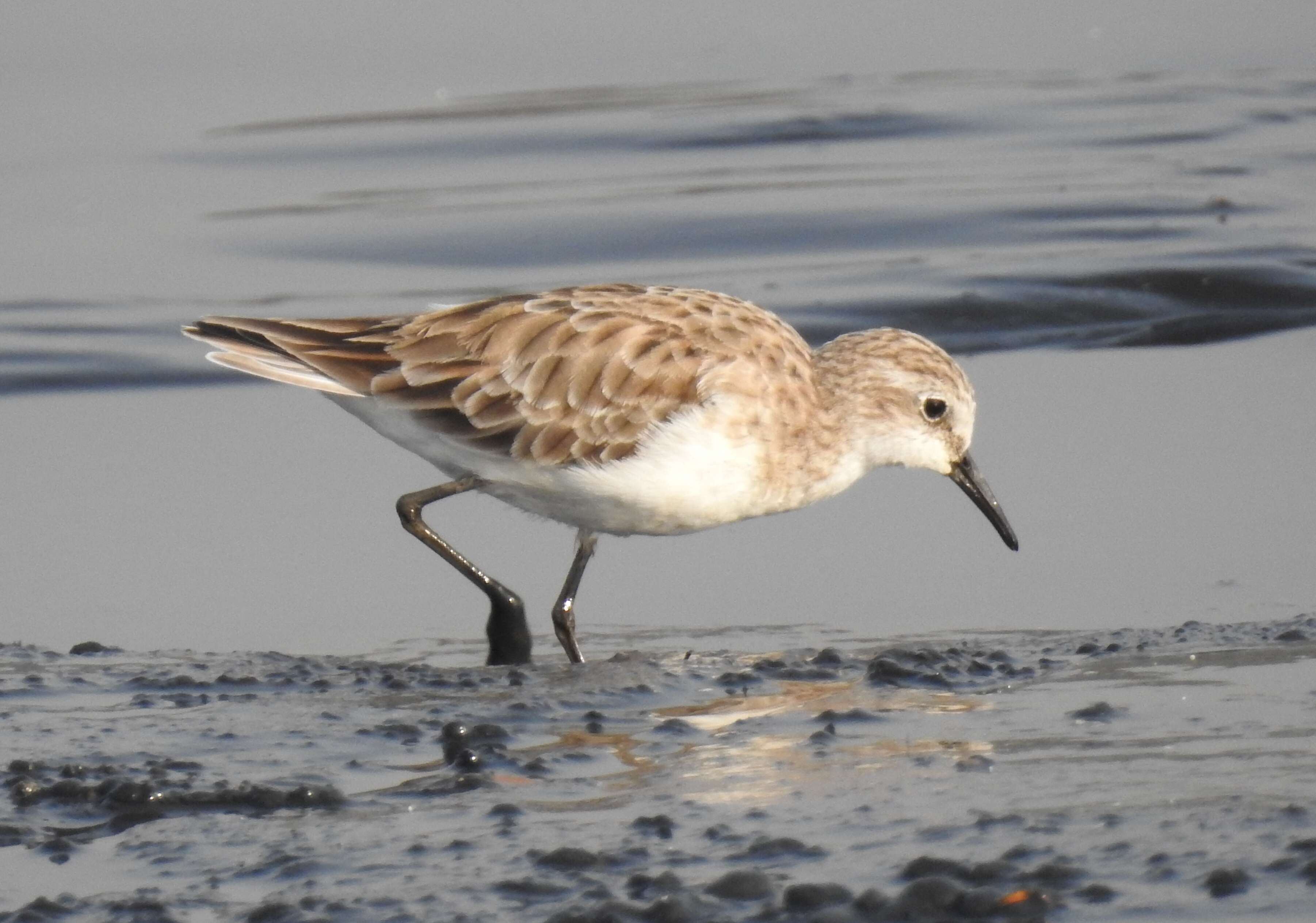 Imagem de Calidris minuta (Leisler 1812)