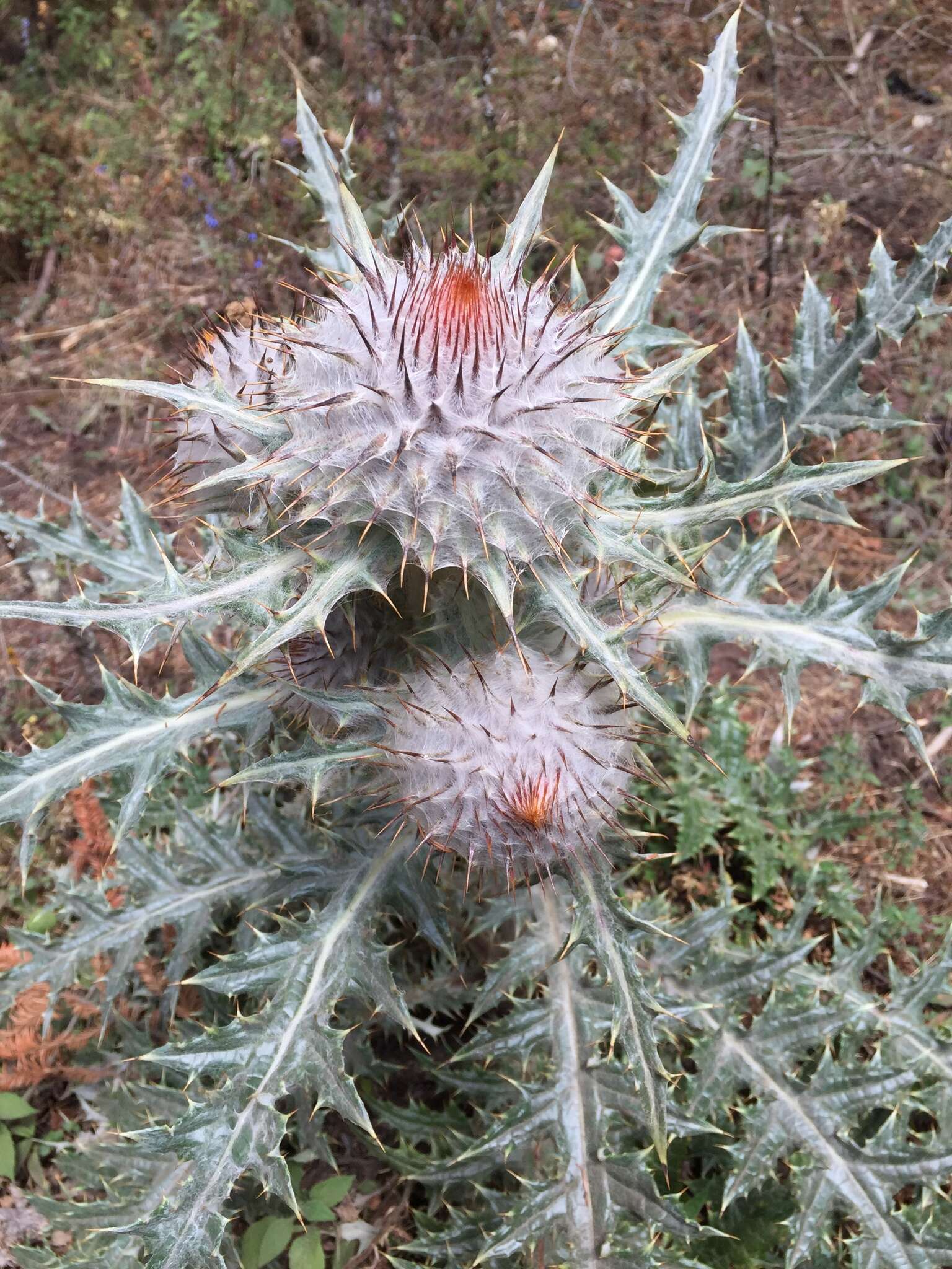 Image of Cirsium ehrenbergii Sch. Bip.