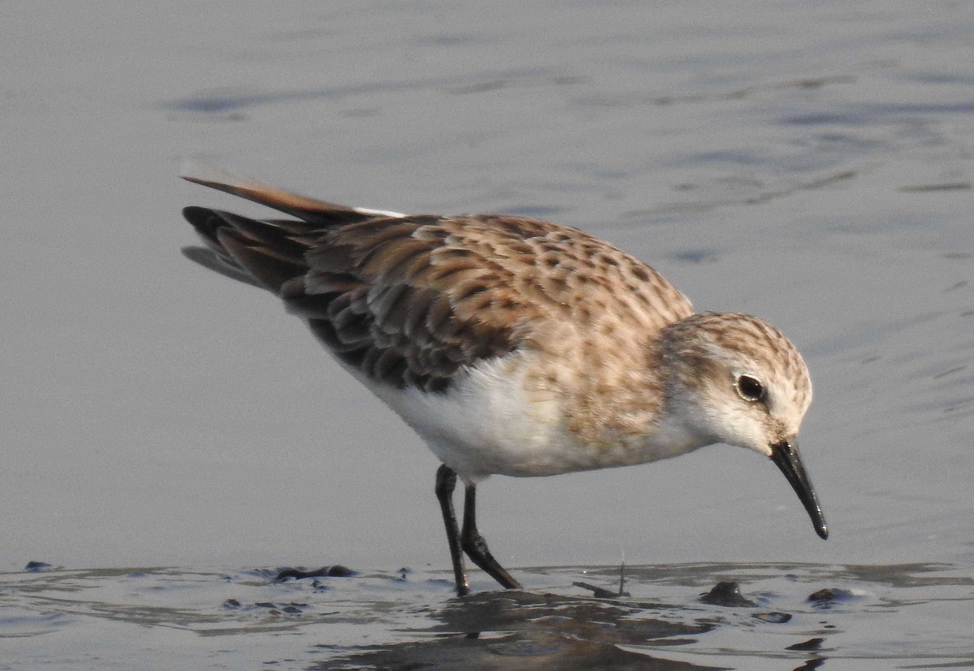 Imagem de Calidris minuta (Leisler 1812)