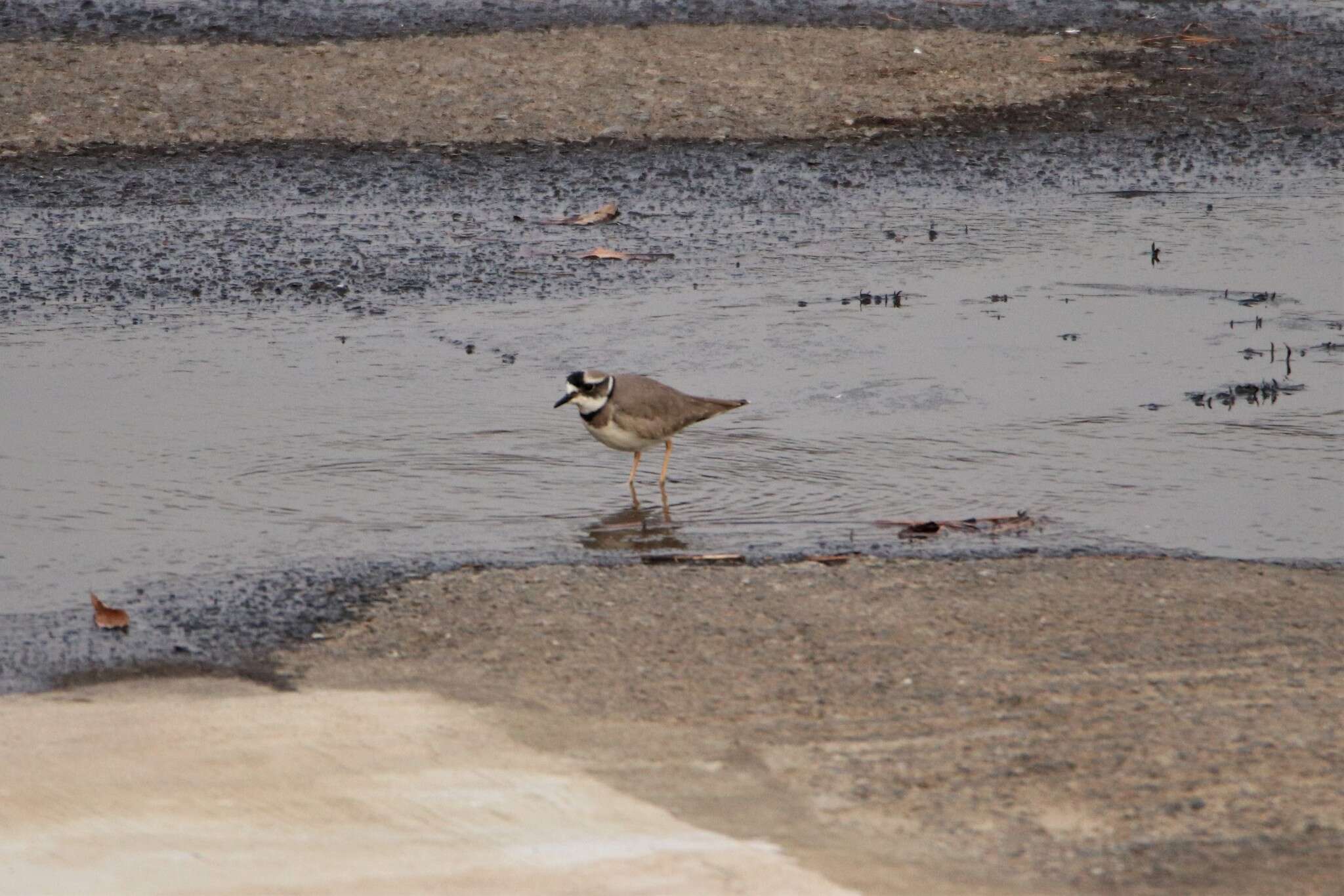 Image of Long-billed Plover