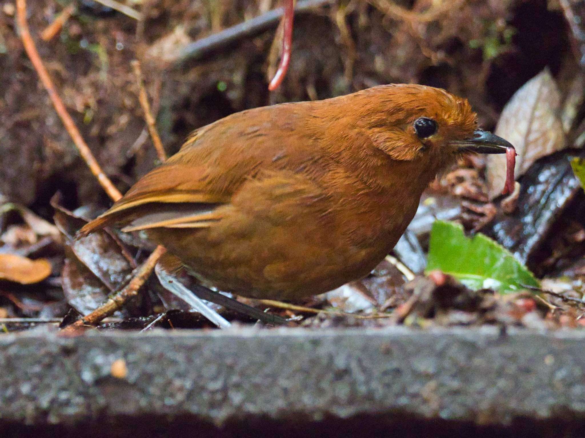 Image of Chestnut Antpitta