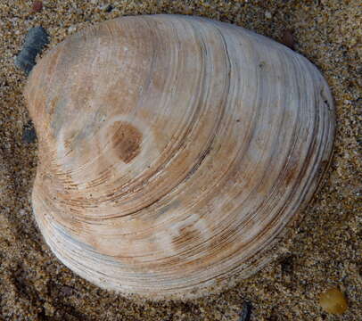 Image of quahog