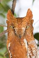 Image of Oriental Scops Owl