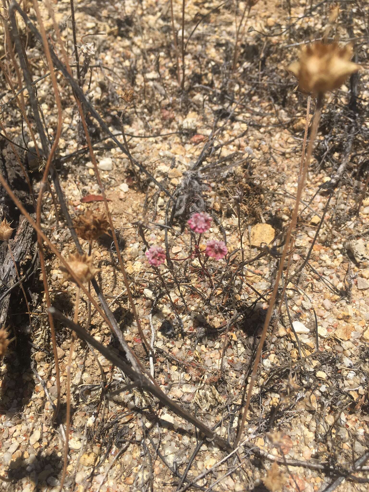 Image of Pinnacles buckwheat