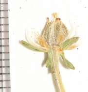 Image de Parnassia palustris var. parviflora (DC.) Boivin