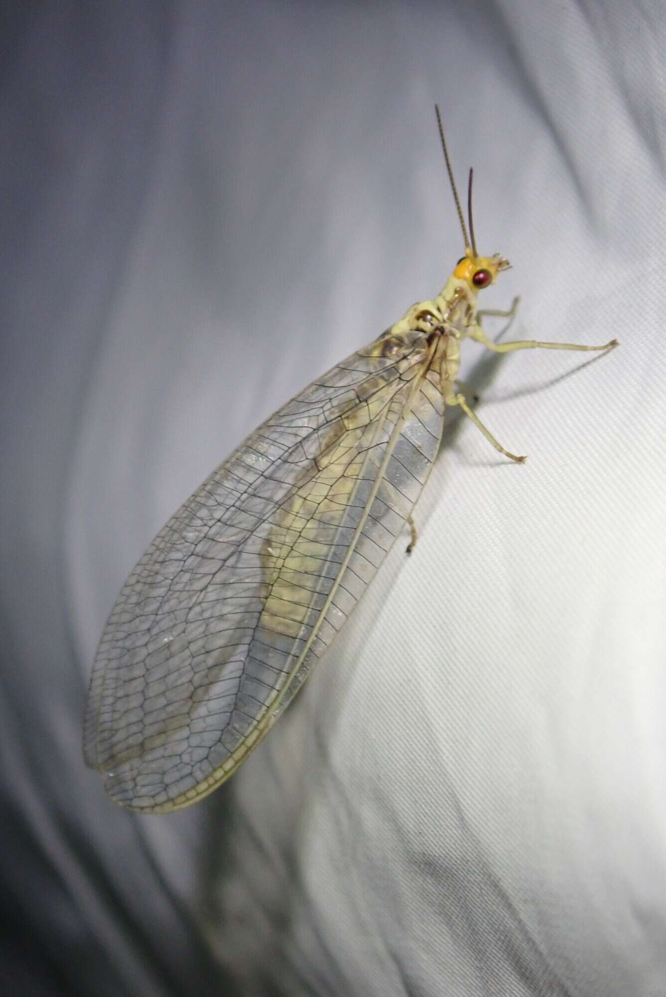 Image of scarce orange-headed lacewing