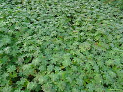 Image of Rock Crane's-bill