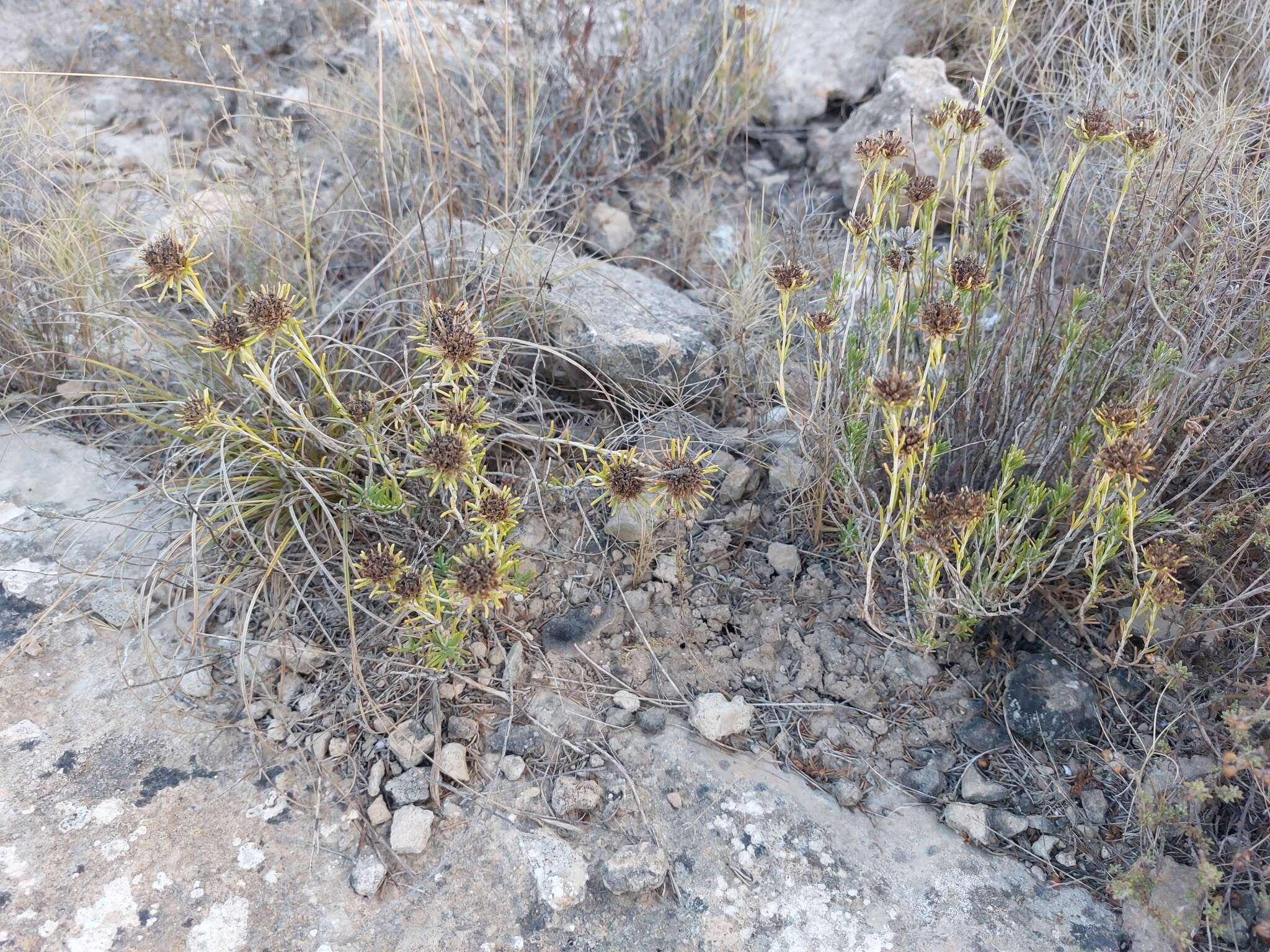 Image de Teucrium carolipaui Vicioso ex Pau