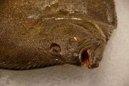 Image of turbot