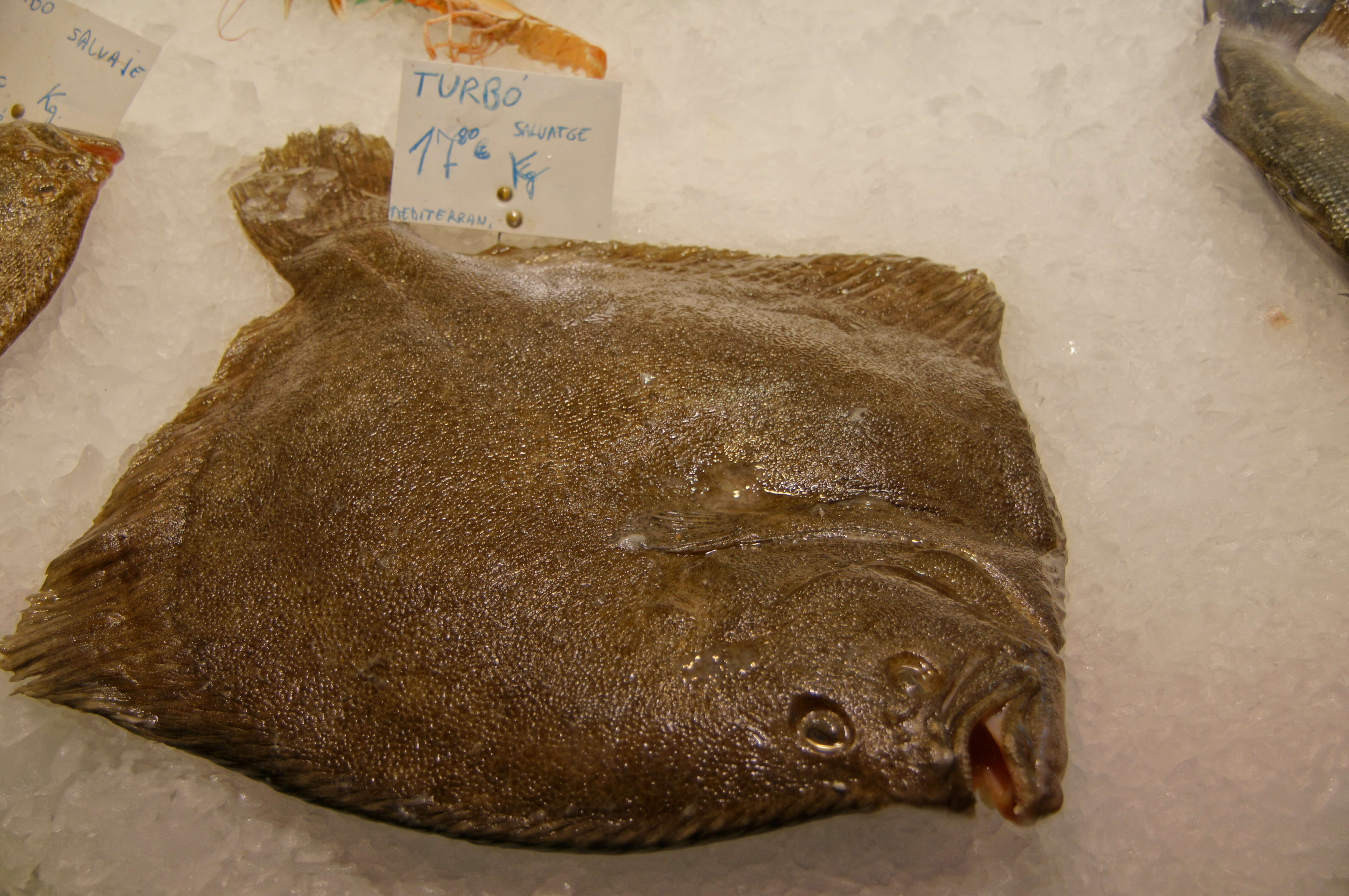 Image of turbot