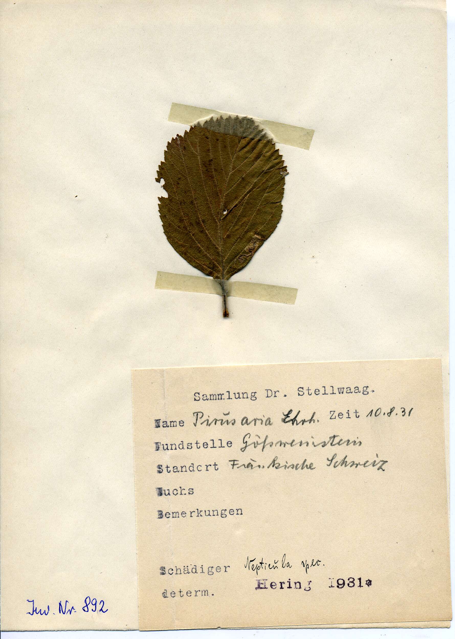 صورة Stigmella mespilicola (Frey 1856) Klimesch 1948