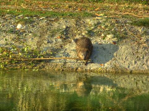 Image of European beaver