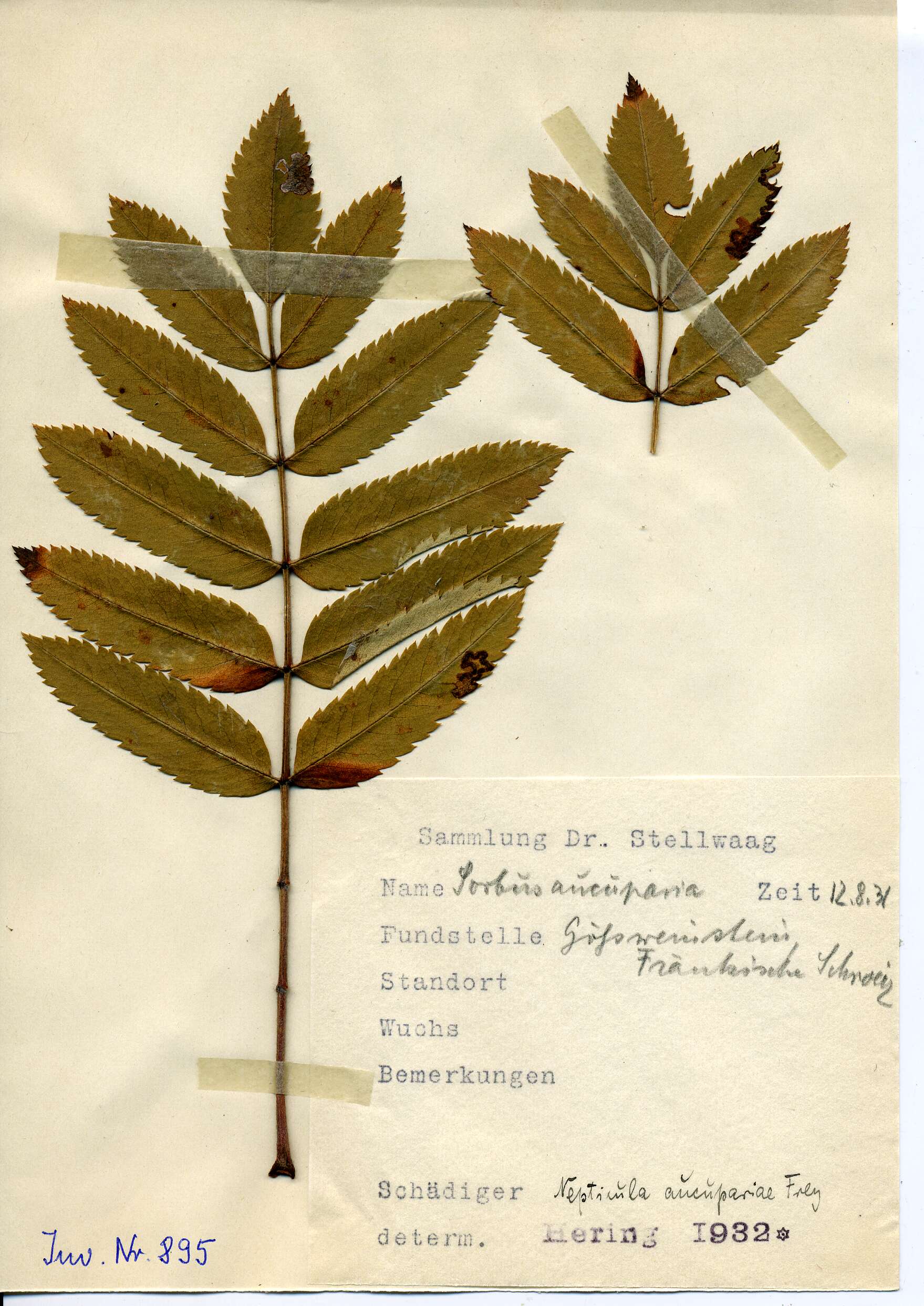 Image of Stigmella nylandriella (Tengström 1848) Beirne 1945