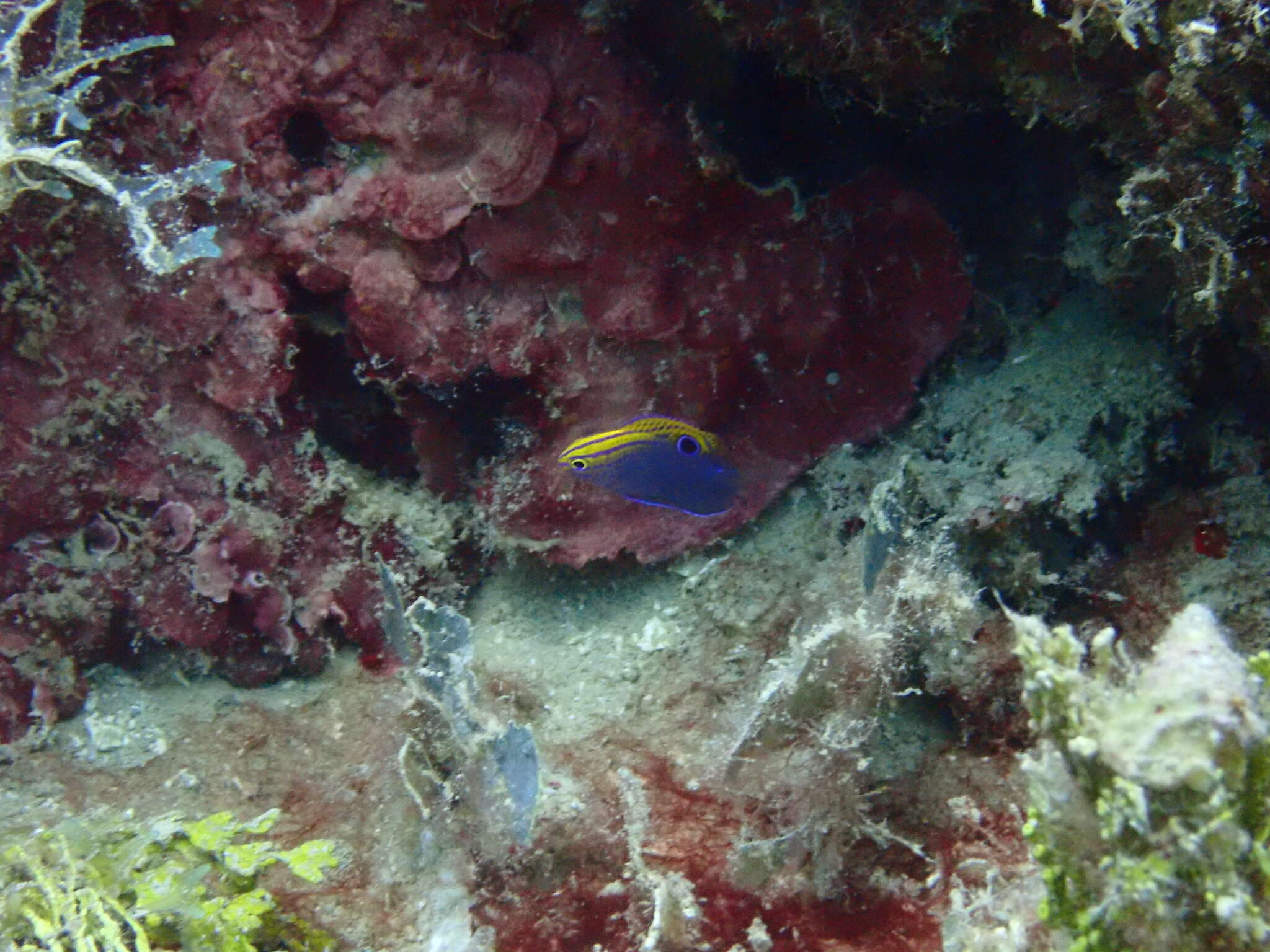 Image of Ocellate damselfish