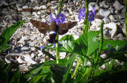 Image of Tantalus Sphinx