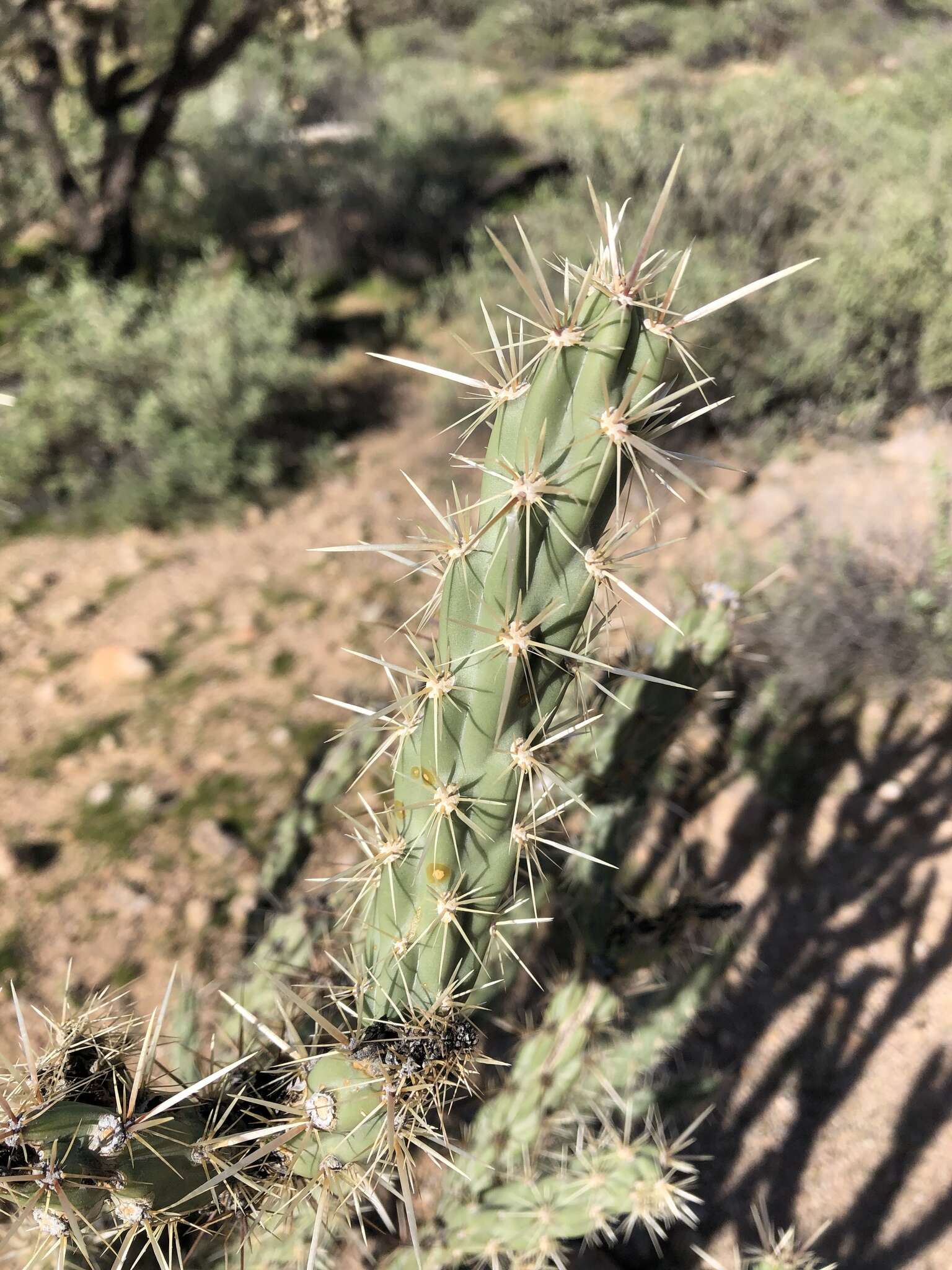 Image of buckhorn cholla