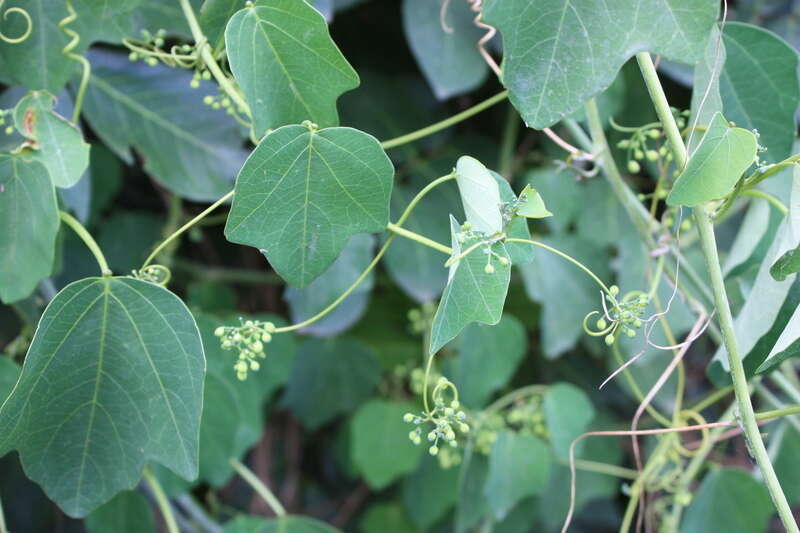 Image of Adenia cissampeloides (Planch. ex Hook.) Harms