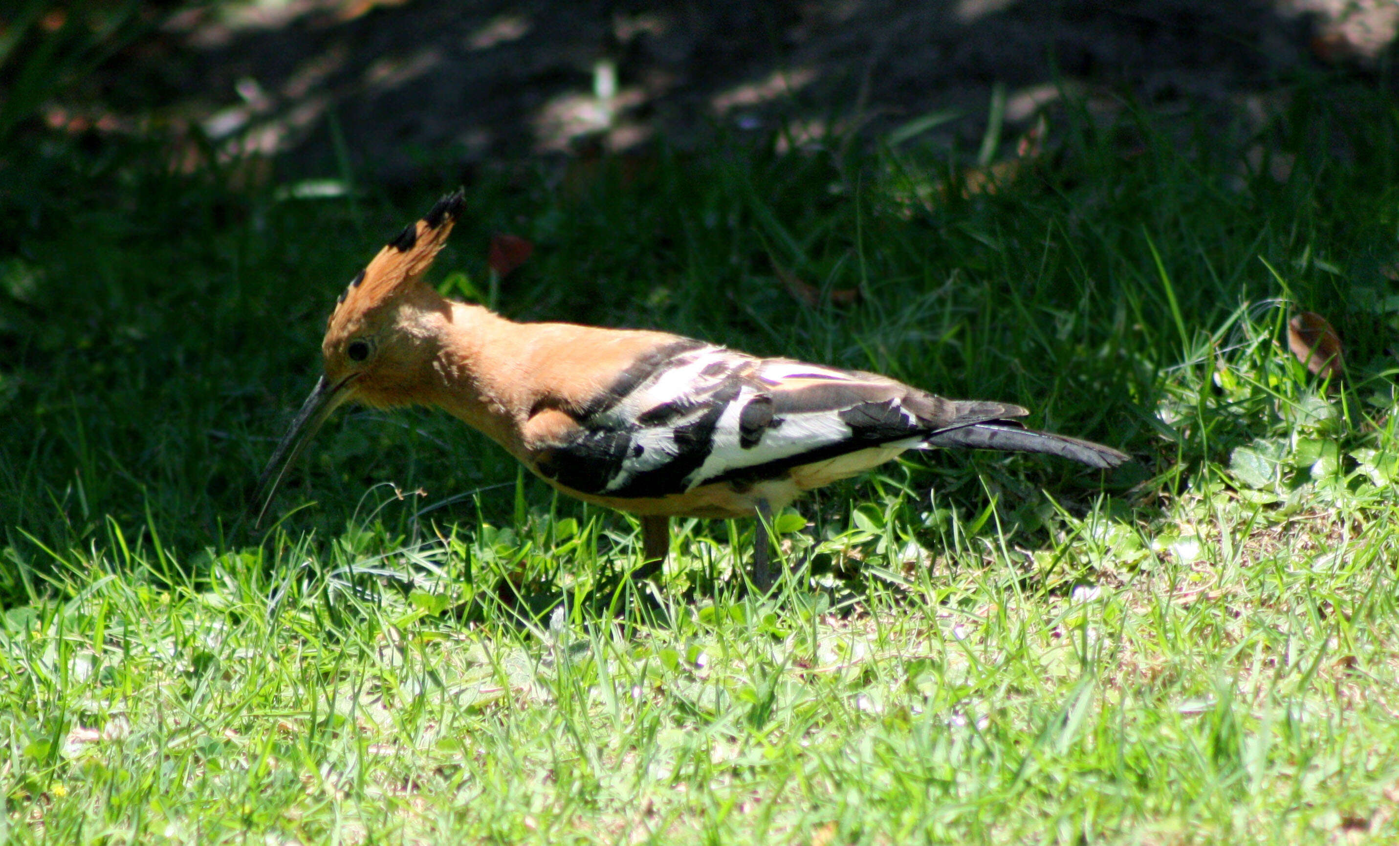 Image of African Hoopoe